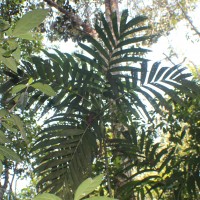 Areca concinna Thwaites