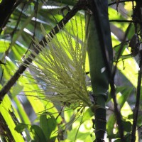 Areca concinna Thwaites