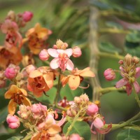 <i>Cassia roxburghii</i>  DC.