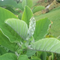 Crotalaria beddomeana Thoth. & A.A.Ansari