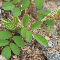 Indigofera hirsuta L.