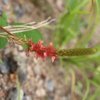 Indigofera hirsuta L.