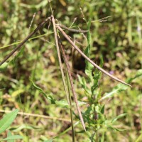 Macroptilium lathyroides (L.) Urb.