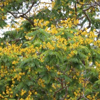 Peltophorum pterocarpum (DC.) Backer ex K.Heyne