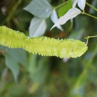 Psophocarpus tetragonolobus (L.) DC.