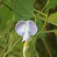 <i>Psophocarpus tetragonolobus</i>  (L.) DC.