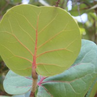 Coccoloba uvifera (L.) L.