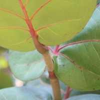 Coccoloba uvifera (L.) L.