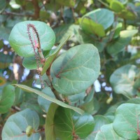 Coccoloba uvifera (L.) L.