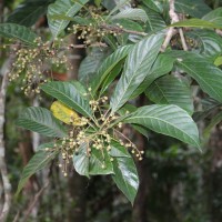 Meliosma simplicifolia (Roxb.) Walp.