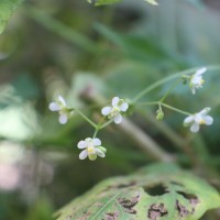 Cardiospermum halicacabum L.