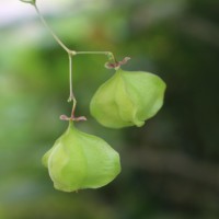 Cardiospermum halicacabum L.