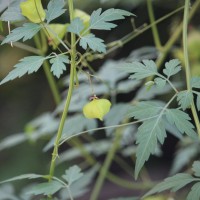 Cardiospermum halicacabum L.