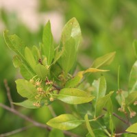 Dodonaea viscosa Jacq.