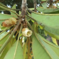 Manilkara zapota (L.) P.Royen