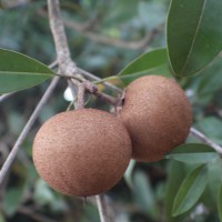 Manilkara zapota (L.) P.Royen