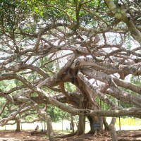 Ficus benjamina L.