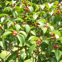 Ficus benjamina L.