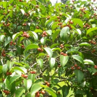 <i>Ficus benjamina</i>  L.