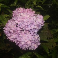 Hydrangea macrophylla (Thunb.) Ser.