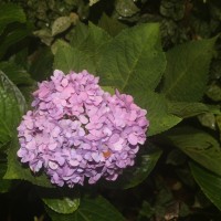 Hydrangea macrophylla (Thunb.) Ser.