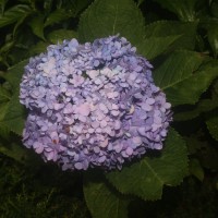 Hydrangea macrophylla (Thunb.) Ser.