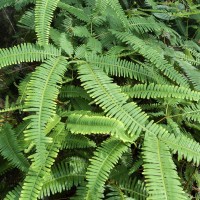 Dicranopteris linearis (Burm.f.) Underw.