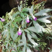 Henckelia angusta (C.B.Clarke) D.J.Middleton & Mich.Möller