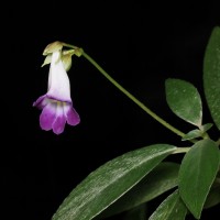 Henckelia angusta (C.B.Clarke) D.J.Middleton & Mich.Möller