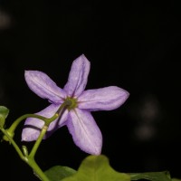 Solanum trilobatum L.