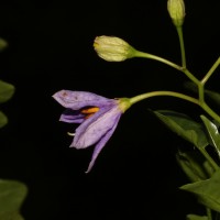 Solanum trilobatum L.