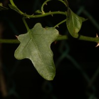 Solanum trilobatum L.