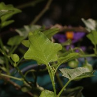 Solanum trilobatum L.