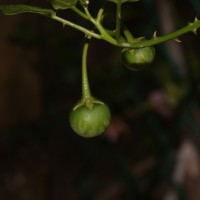 Solanum trilobatum L.