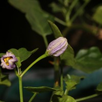 Solanum trilobatum L.