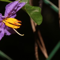 Solanum trilobatum L.