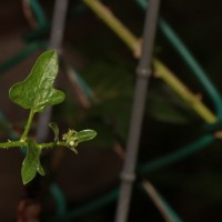 Solanum trilobatum L.