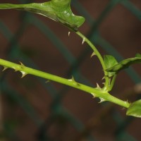 Solanum trilobatum L.