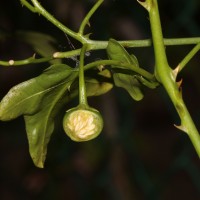 Solanum trilobatum L.