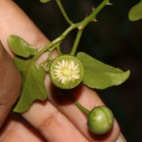 Solanum trilobatum L.