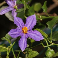 Solanum trilobatum L.