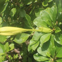 Solandra longiflora Tussac