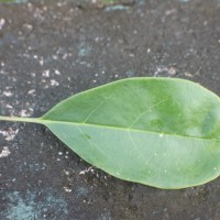 Solandra longiflora Tussac