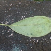 Solandra longiflora Tussac