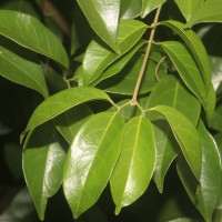 Mansoa alliacea (Lam.) A.H.Gentry