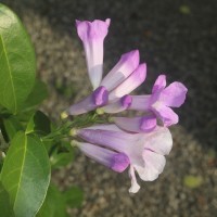 Mansoa alliacea (Lam.) A.H.Gentry