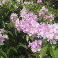 Mansoa alliacea (Lam.) A.H.Gentry