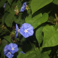 Jacquemontia pentanthos (Jacq.) G.Don