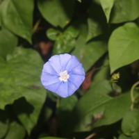 Jacquemontia pentanthos (Jacq.) G.Don