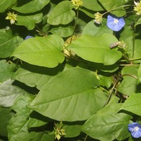 Jacquemontia pentanthos (Jacq.) G.Don